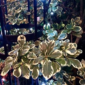 Meet your Posher, Jess